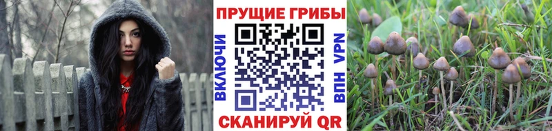 Псилоцибиновые грибы Cubensis  Чехов 